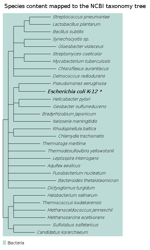 e coli kingdom