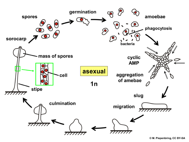 Dictyostelium_life_cycle