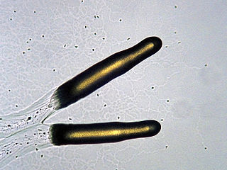 Dictyostelium_discoideum.JPG