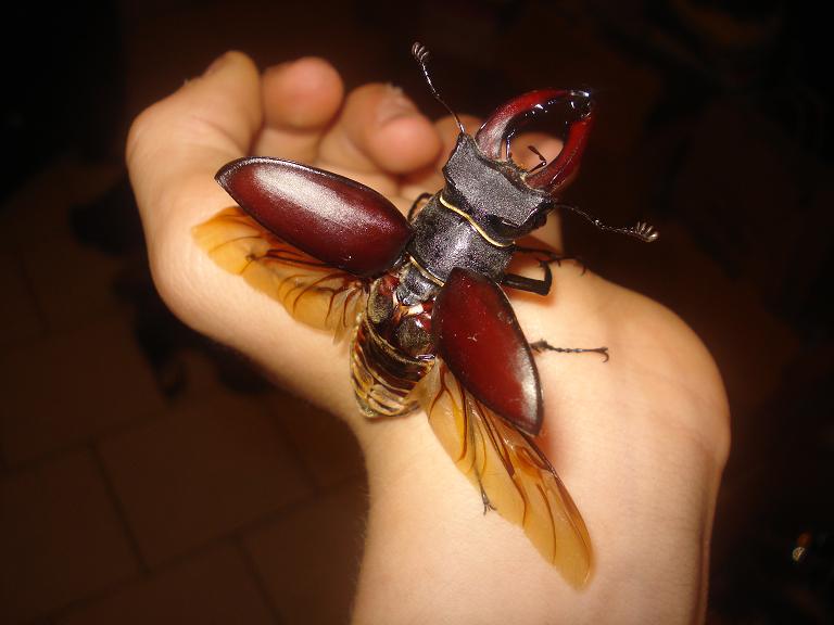 Flying_Lucanus_cervus.JPG