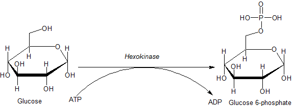 Hexokinase-glucose.png