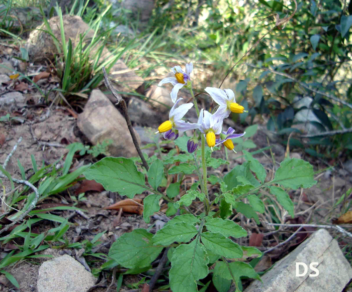 Solanum_commersonii.jpg