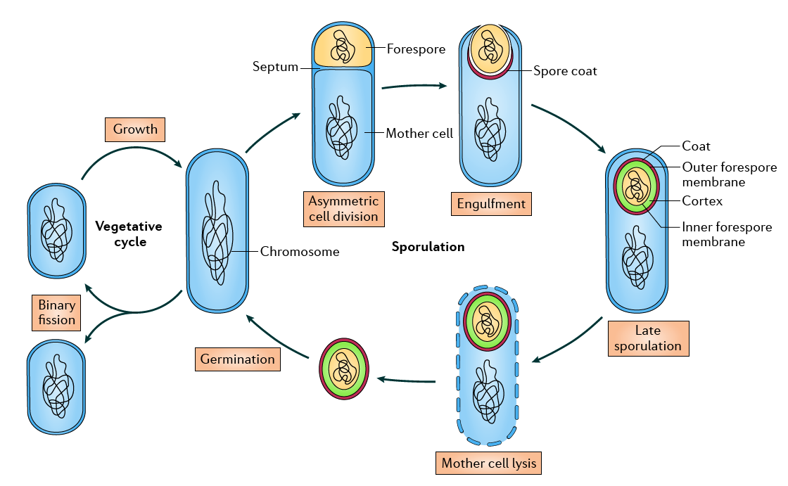 endospore_cycle_Bacillus.png