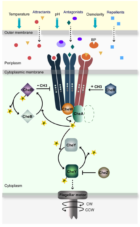 chemotactic_pathway_bacteria(Bi&Li2014)