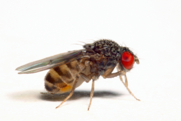 images/drosophila_mojavensis.jpg